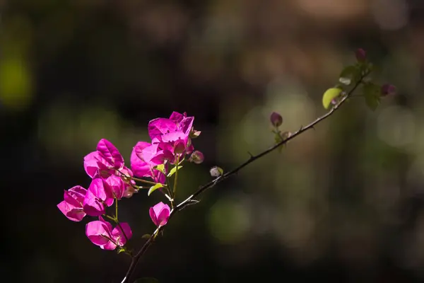 Flor Rosa Buganvilla Fondo Oscuro —  Fotos de Stock