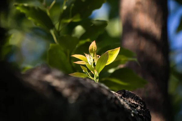 Cinnamomum Camphora Fiatal Levele — Stock Fotó