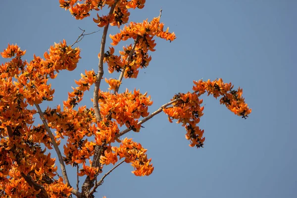 Flor Laranja Flor Monosperma Butea Fundo Céu Azul — Fotografia de Stock