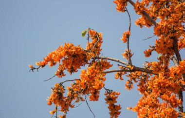 Portakal çiçeği veya Butea monosperma çiçek mavi gökyüzü arka planda