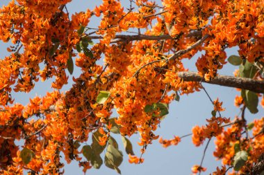 Portakal çiçeği veya Butea monosperma çiçek mavi gökyüzü arka planda