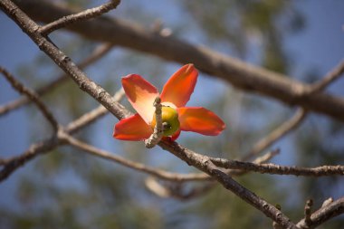 Bombax ceiba ağacının mavi gökyüzü arka planına sahip çiçeği