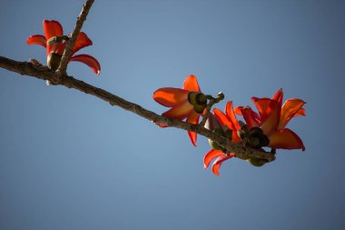 Bombax ceiba ağacının mavi gökyüzü arka planına sahip çiçeği