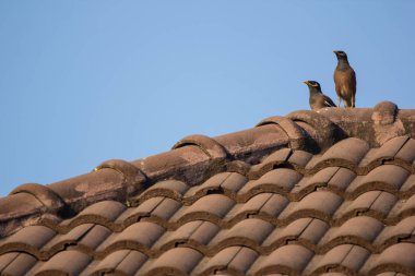 Kahverengi çatısında Myna kuşu