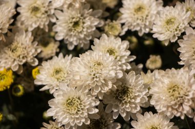 Bir demet kasımpatı çiçeğinin yakın plan fotoğrafı.