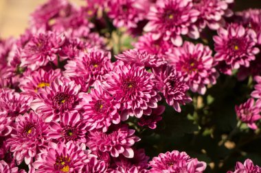 Bir demet kasımpatı çiçeğinin yakın plan fotoğrafı.