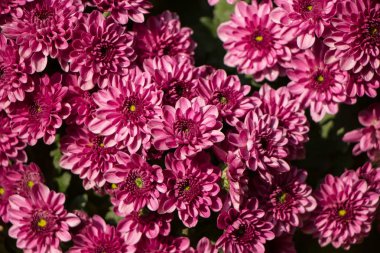 Bir demet kasımpatı çiçeğinin yakın plan fotoğrafı.