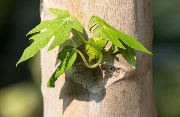 Stäng Upp Gröna Blad Unga Papaya Träd — Stockfoto