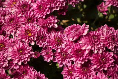 Bir demet kasımpatı çiçeğinin yakın plan fotoğrafı.