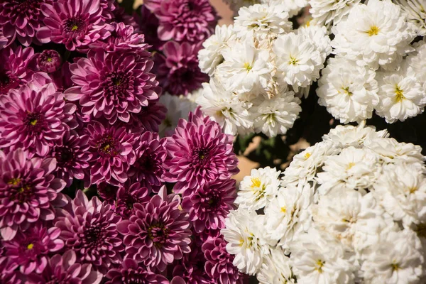 Une Photo Gros Plan Bouquet Fleurs Chrysanthème — Photo
