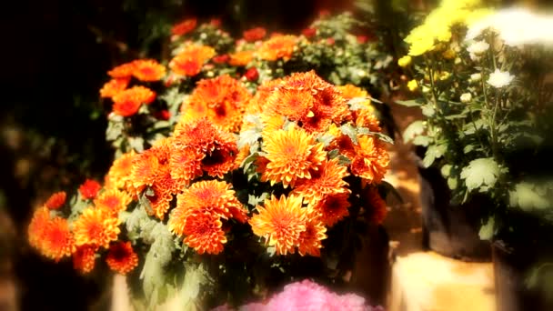 Nahaufnahme Eines Straußes Chrysanthemenblüten — Stockvideo