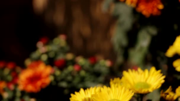 Крупный План Кучи Цветков Хризантемы — стоковое видео
