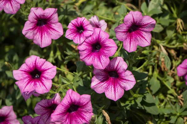 Pinkfarbene Petunienblüte Petunia Hybrida Schöne Blumen Wachsen Garten — Stockfoto