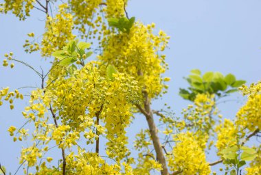 Küçük Sarı Çiçek ya da Cassia fistül çiçeğini kapat