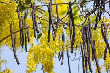 Küçük sarı çiçek tohumu ya da Cassia fistül çiçeği yakın çekim
