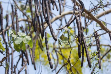 Küçük sarı çiçek tohumu ya da Cassia fistül çiçeği yakın çekim