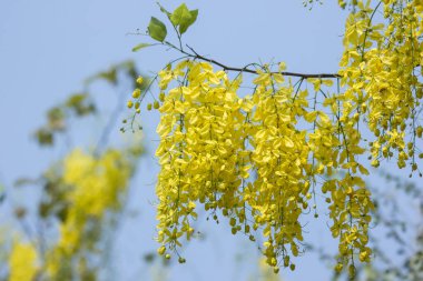 Küçük Sarı Çiçek ya da Cassia fistül çiçeğini kapat