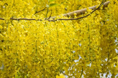 Küçük Sarı Çiçek ya da Cassia fistül çiçeğini kapat