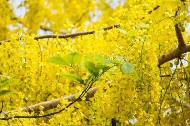Genç yeşil Cassia fistül çiçeğini kapatın.