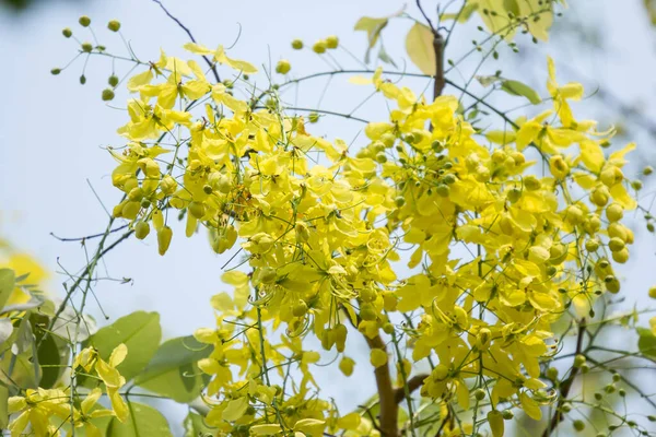 Закрыть Маленький Желтый Цветок Фистула Касии — стоковое фото