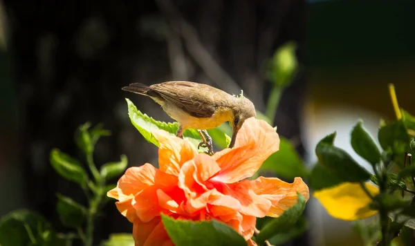 Zbliżenie Małego Ptaka Orange Hibiscus Rosa Sinensis — Zdjęcie stockowe