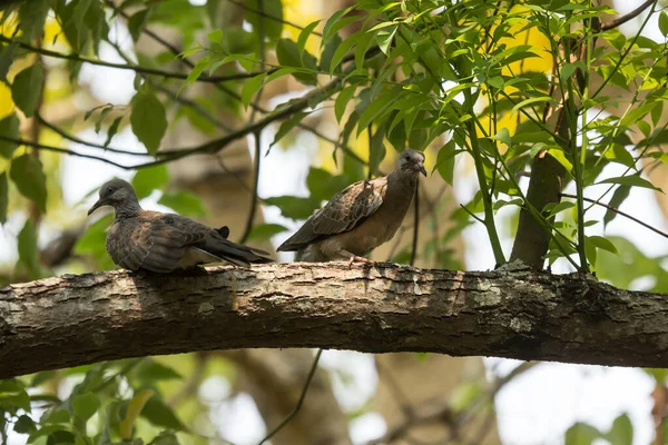 緑のシナモムの上の鳥 Camphora Tree — ストック写真