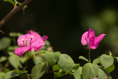 Yeşil yapraklı Pembe Bougainvillea çiçeğini kapat