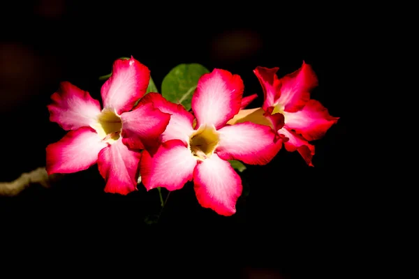 Κοντινό Πλάνο Των Ροζ Λουλουδιών Τριαντάφυλλο Της Ερήμου — Φωτογραφία Αρχείου