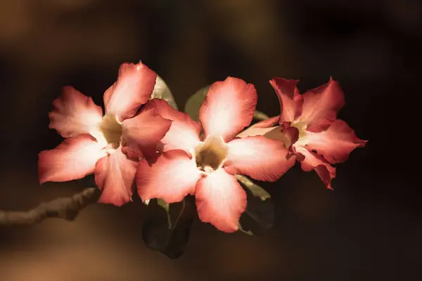 Nahaufnahme Von Rosa Wüstenrosenblüten — Stockfoto