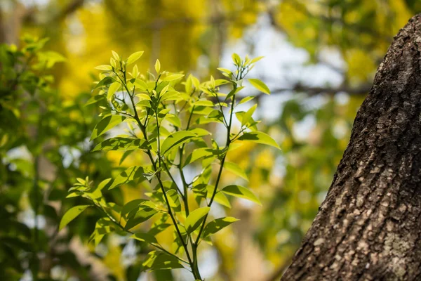 Zárja Fiatal Levél Cinnamomum Camphora — Stock Fotó