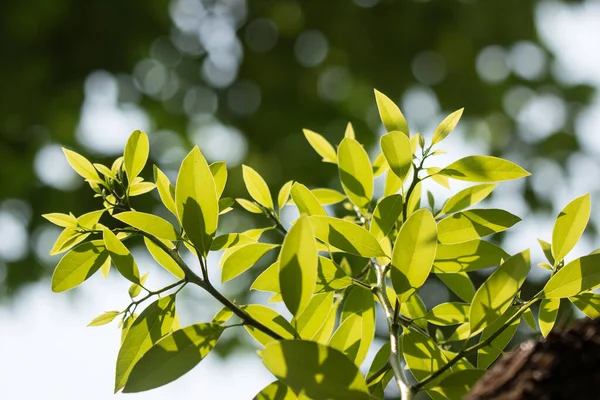 Pista Jovem Folha Cinnamomum Canphora Árvore — Fotografia de Stock