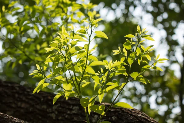 Stäng Upp Young Leaf Cinnamomum Camphora Träd — Stockfoto
