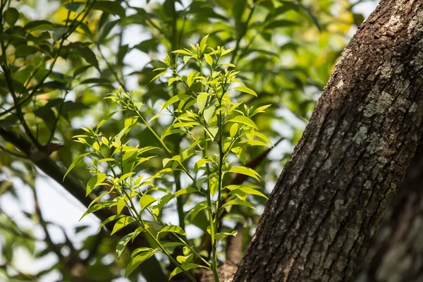 Cinnamomum Camphora Tree Young Leaf — 스톡 사진