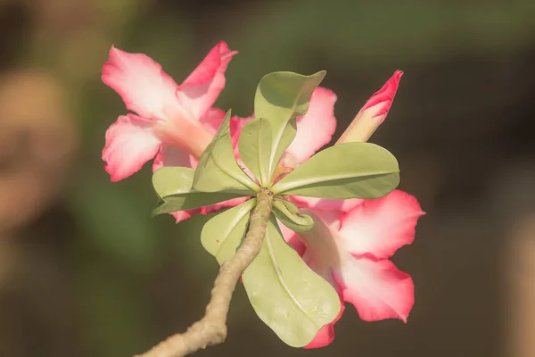 Nahaufnahme Von Rosa Wüstenrosenblüten — Stockfoto