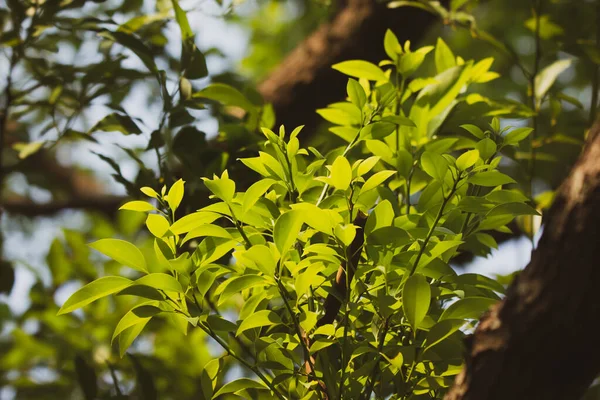 Zárja Fiatal Levél Cinnamomum Camphora — Stock Fotó