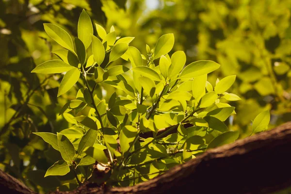 Zárja Fiatal Levél Cinnamomum Camphora — Stock Fotó