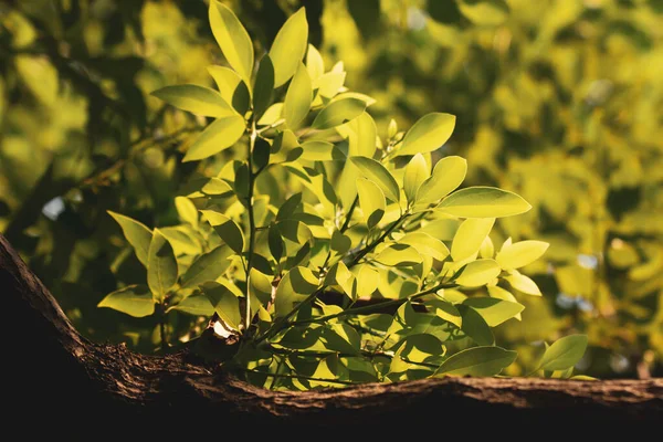 Junges Blatt Des Zimtbaums Cinnamomum Camphora Vernebeln — Stockfoto