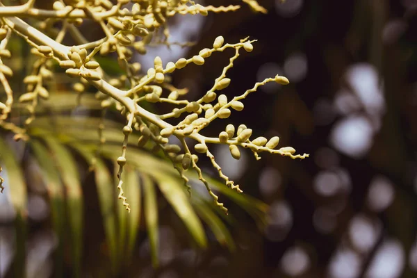 Close Van Groen Palmzaad — Stockfoto