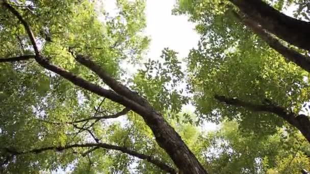 Folha Verde Cinnamomum Canphora Árvore — Vídeo de Stock