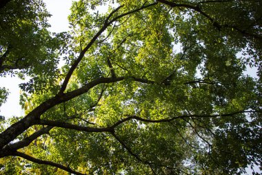 Yeşil Tarçın Kafur ağacının geniş açılı görüntüsü