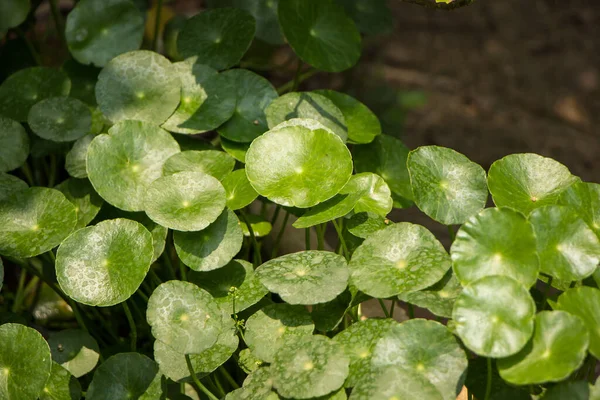 Primer Plano Del Árbol Gotu Kola Pennywort Asiático Pennywort Indio — Foto de Stock