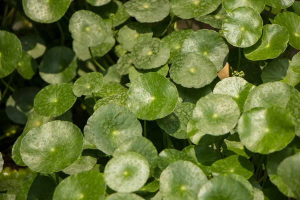 Primer Plano Del Árbol Gotu Kola Pennywort Asiático Pennywort Indio — Foto de Stock