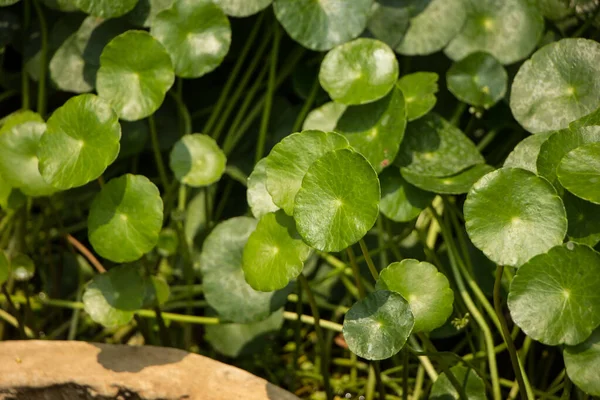 Primer Plano Del Árbol Gotu Kola Pennywort Asiático Pennywort Indio — Foto de Stock