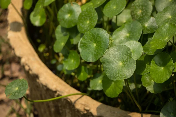 Primer Plano Del Árbol Gotu Kola Pennywort Asiático Pennywort Indio — Foto de Stock