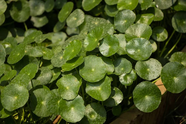 Primer Plano Del Árbol Gotu Kola Pennywort Asiático Pennywort Indio — Foto de Stock