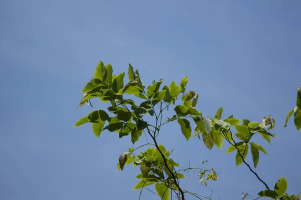 Young Green Lead Cassia Fistula Flower — 스톡 사진