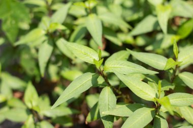 Yeşil kurşunlu Persicaria odorata 'yı kapat.
