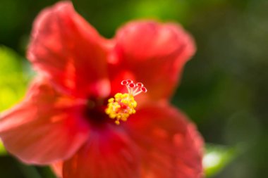 Kırmızı Hibiscus rosa-sinensis veya yeşil yapraklı Cooperi yakın çekim