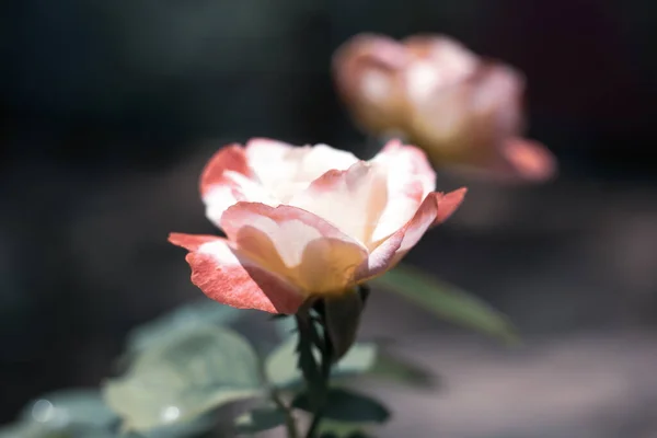 Primer Plano Rosa Mezcla Flor Rosa Blanca — Foto de Stock