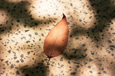 Kahverengi Tarçınlı Kafur Ağacı